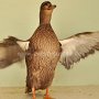 Zwergente silber wildfarbig von Geschister Hackmann Preis HV 96 Pok.