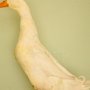 Amerikanische Pekingente weissvon Tim Mailänder  Preis V97 LVEJ
