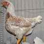 Indischer Kämpfer weiß-Fasanenbraun von Sigmar Fellenberg  Preis V97 LB 