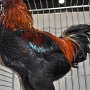 Brügger Kämpfer schwarz-rot von Stephan Torsten Preis V 97 SB
