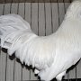 Zwerg-Holländer Haubenhühner Weißhauben weiß von Phillipp Evers Preis HV 96 LV
