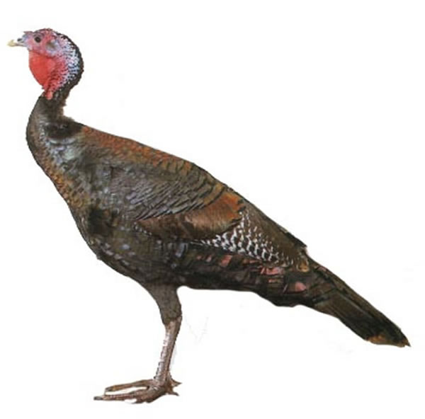 Puten Bronzefl&uuml;gel
